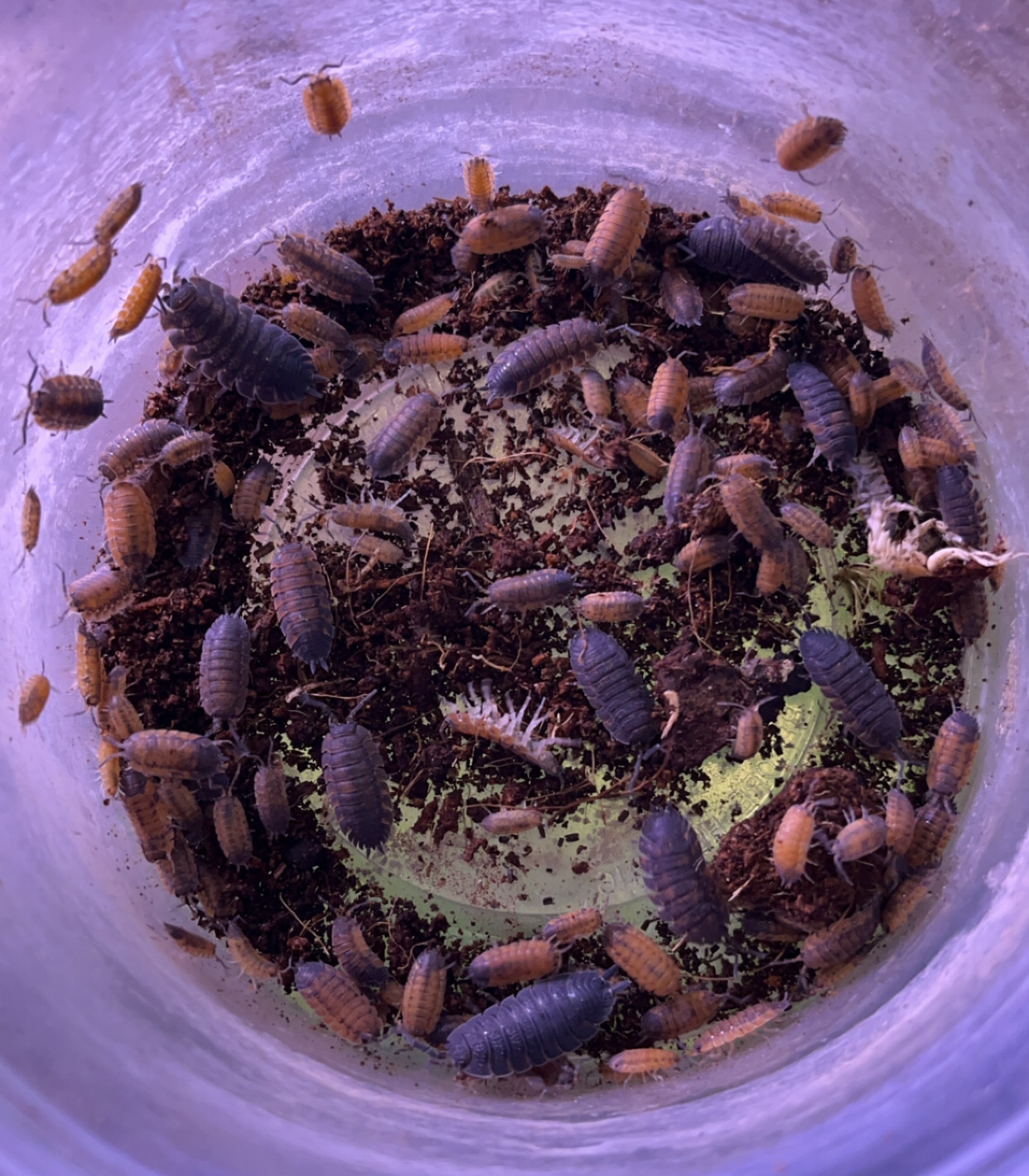 isopods and springtails